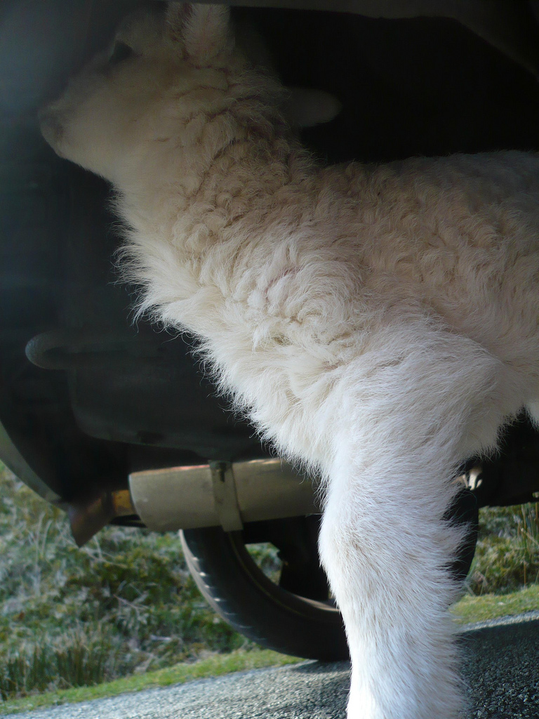 4514381068_9fafe3fc00_b.jpg 4514381068_9fafe3fc00_b.jpg