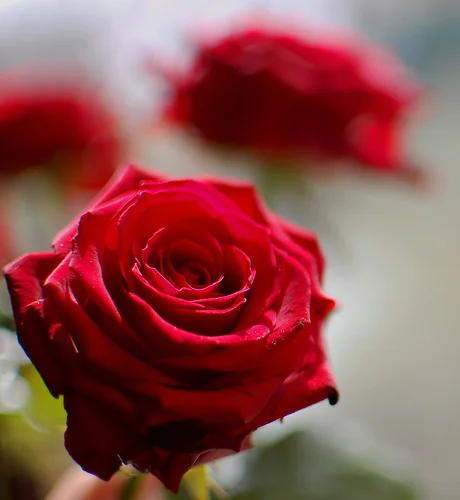 4562702797_953aa87f05.webp