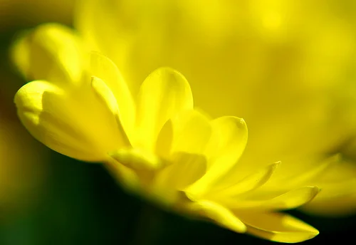 4621098703_d68c500381.webp