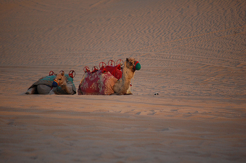 4666106742_b13d57b044.jpg 4666106742_b13d57b044.jpg