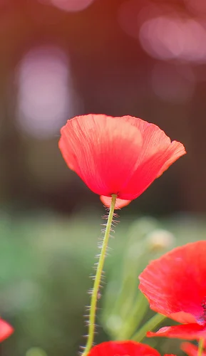 4703395422_55db99eaae.webp
