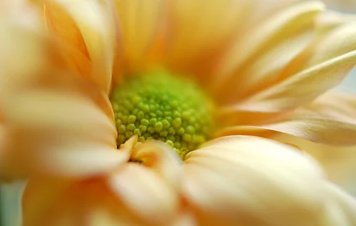 4815020107_cbfde9b15f.webp