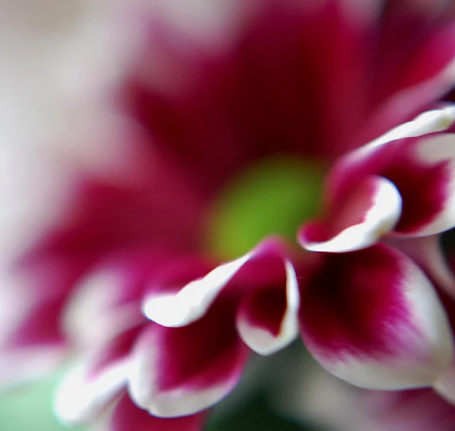 4990280160_1ebb0fd09d_z.webp