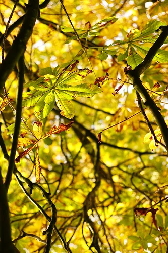 5090081136_373a362999.webp