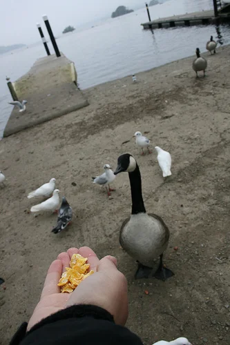 5098670703_ddf2060c65.webp