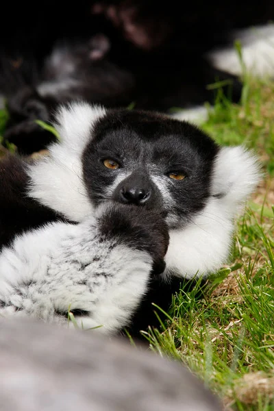 528228728_JYkDe-L.webp