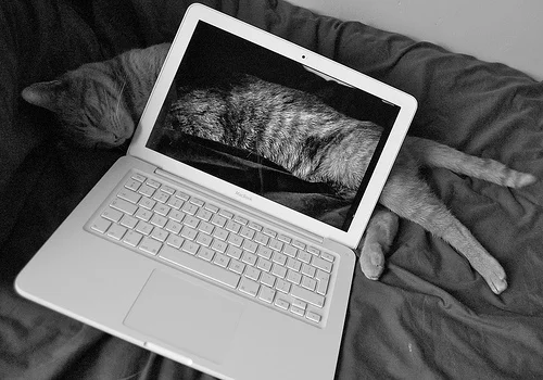 5592220337_d079f1f69d.webp