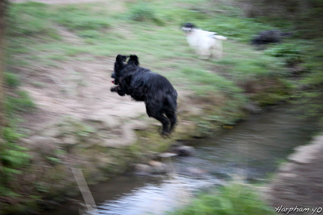 5604371996_8d903d0fd4_z.jpg