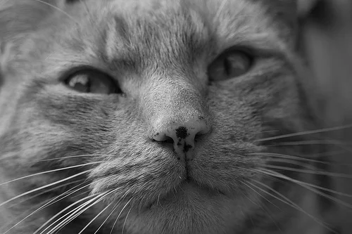 5746177091_18c4fbecea.webp