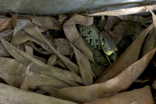 5893434950_30d7cb8fcc_z.jpg 5893434950_30d7cb8fcc_z.jpg