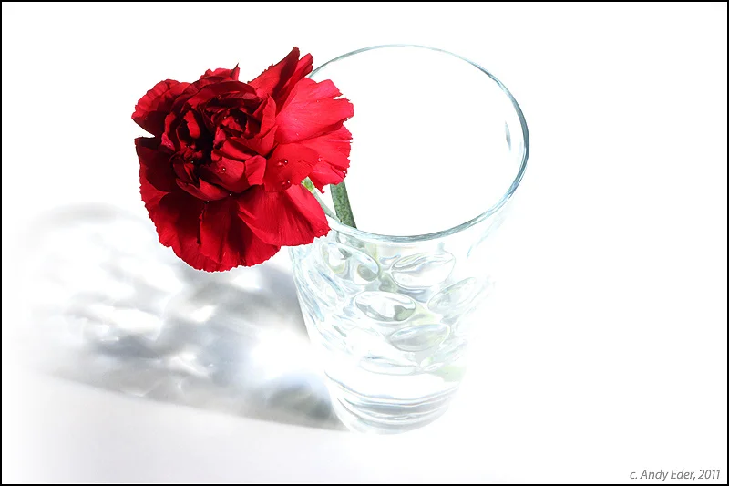 5942972499_cf506f984f_b.webp