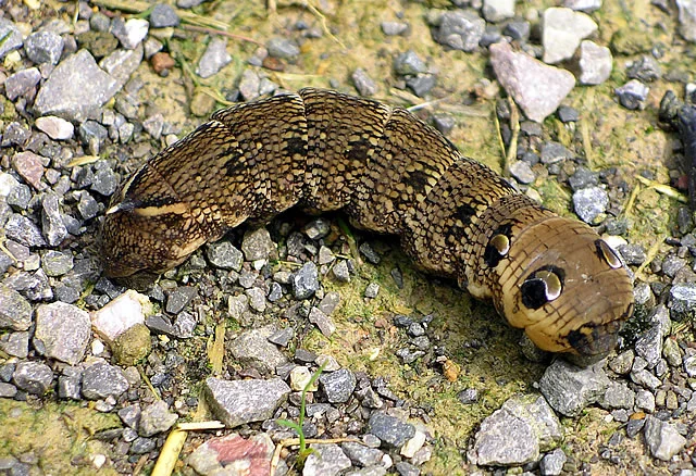600_4_Elephant-Hawk-moth-larva.webp
