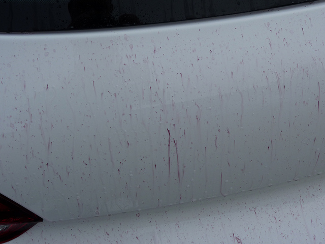 6223622214_83a631e562_z.jpg 6223622214_83a631e562_z.jpg