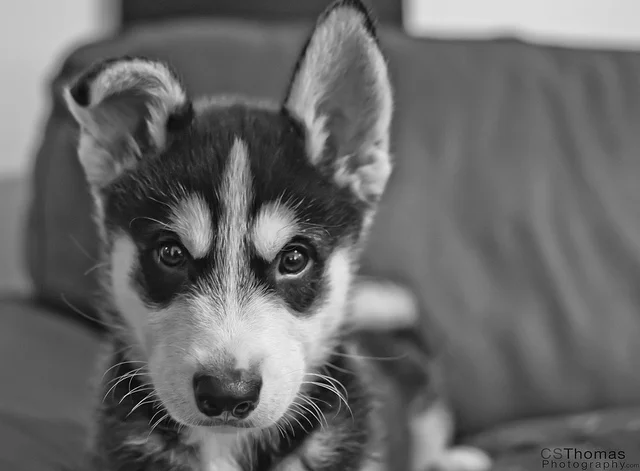 6291797386_7ba3fb4f71_z.webp
