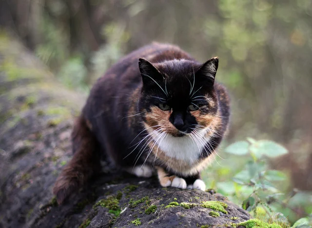 6404979705_2e35388b22_z.webp