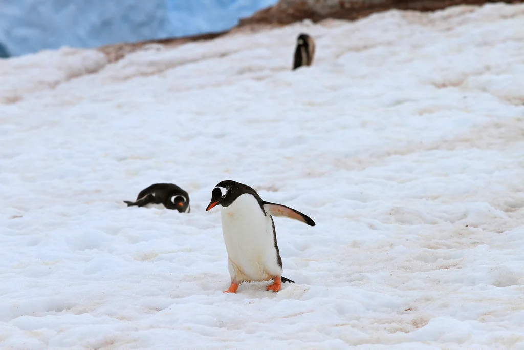 6809365774_496c2bb09d_b.webp