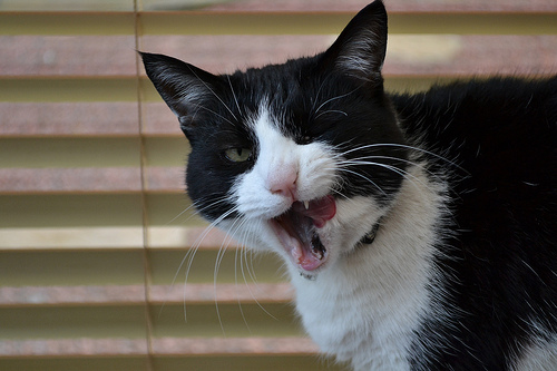 7166953291_30ea4299be.jpg 7166953291_30ea4299be.jpg