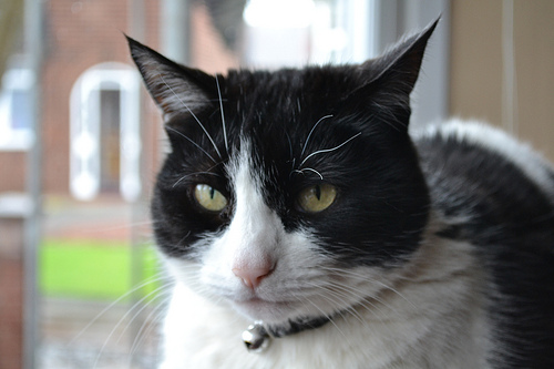 7166954469_00e8148fcb.jpg 7166954469_00e8148fcb.jpg