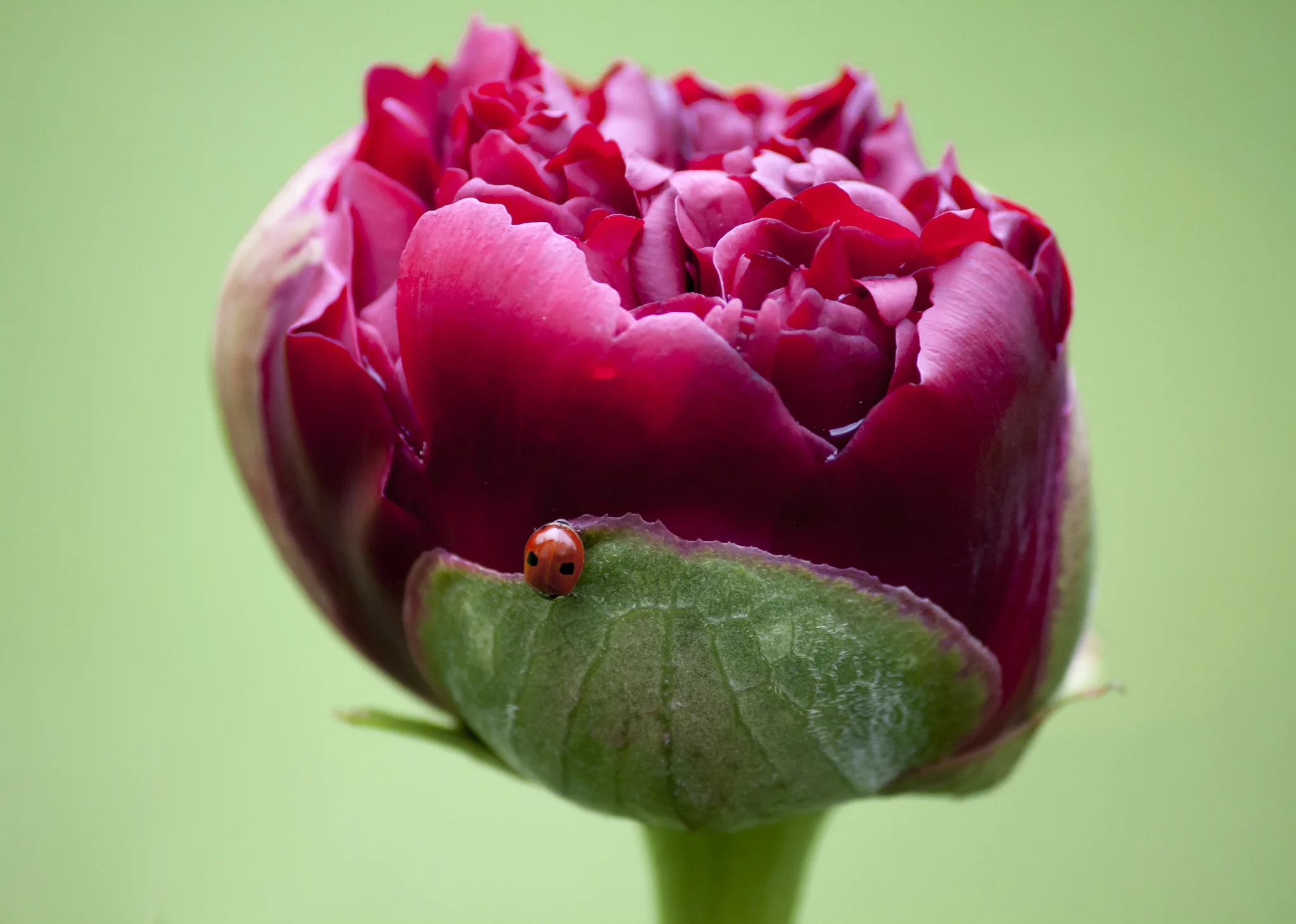 7234321152_dfb1bfb411_z.webp