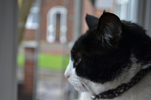 7352173790_dd901780ac.jpg 7352173790_dd901780ac.jpg