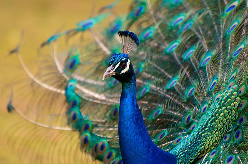 7480889226_a4a36b9f3c_c.webp