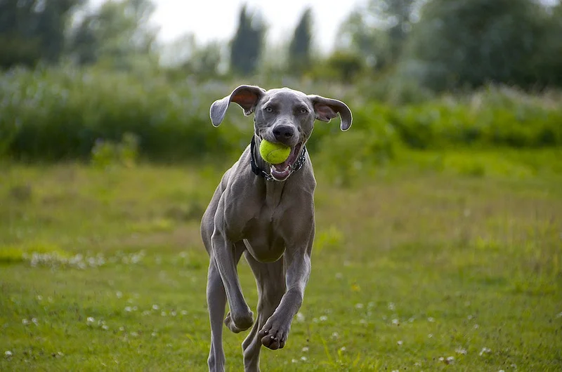 7704507358_08199a6295_c.webp