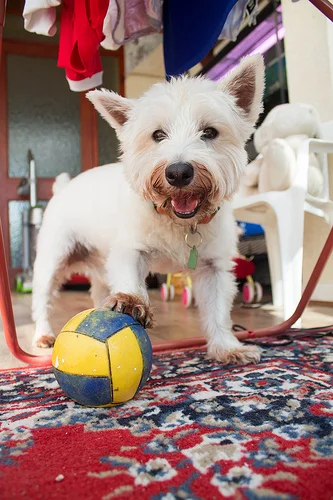 7801085086_0722fa9c67.webp