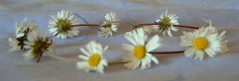 800px-Daisy_chain.jpg