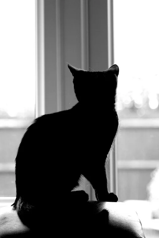 8016008069_294b09b7da_c.webp