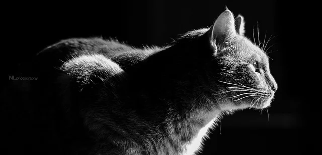 8586766079_aebc05e0b4_z.webp