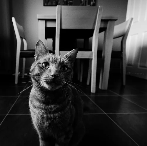 8696317655_fbe32c3ca7_z.webp