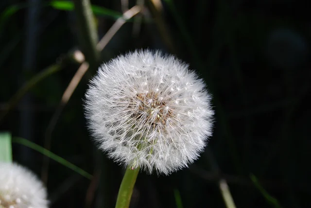 8844041453_aa9a0bf1de_z.webp