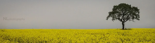 9080859020_6d7d5c6b06_z.webp