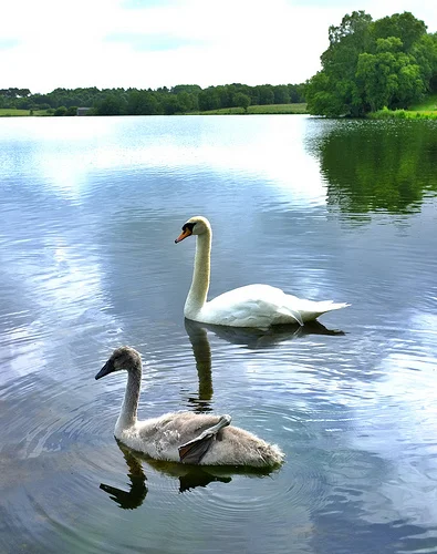 9165771672_075cedc532.webp