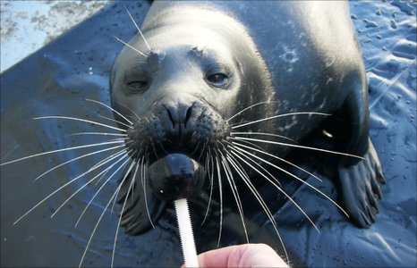_48044880_sealwhiskers.jpg