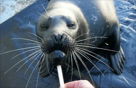_48044880_sealwhiskers.webp