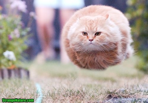 a.aaa-Funny-Fly-Cat.jpg