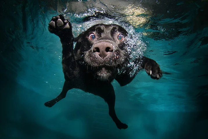 A-black-labrador-retrieve-020.webp