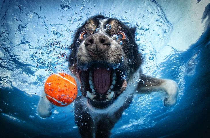 A-Border-Collie-retrieves-024.webp