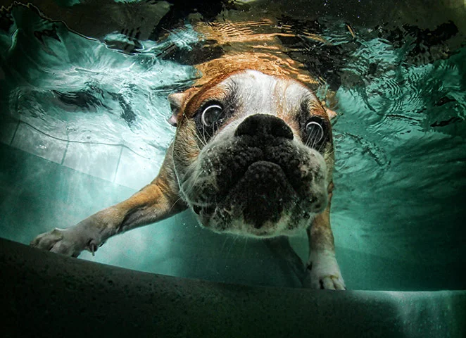 A-bulldog-exploring-025.webp