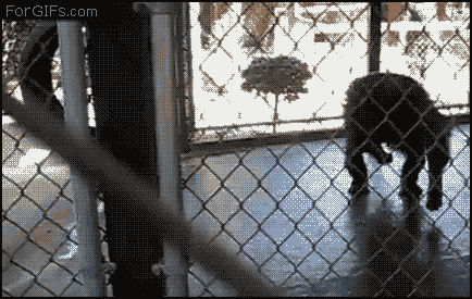 abd-296.gif