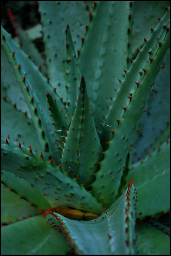Aloe.webp