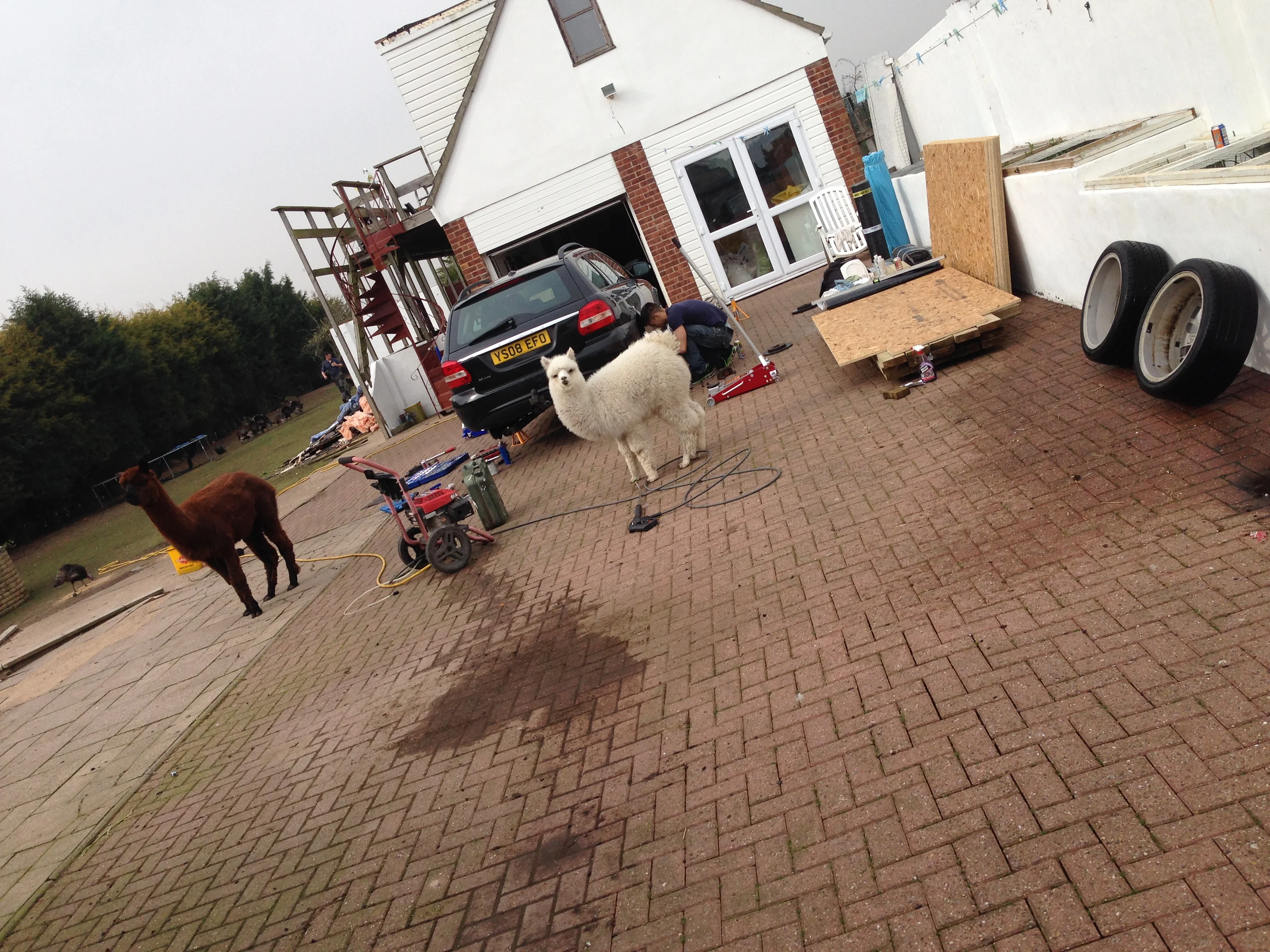alpaca.webp