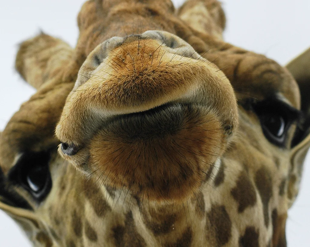 animal-picture-giraffe-ucumari.webp