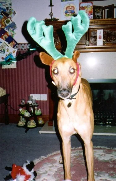 antlers.webp