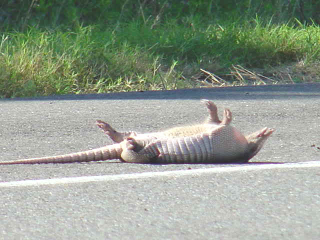 armadillo_dead_a02.jpg