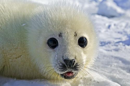 baby_seal_T3542.jpg