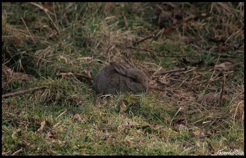 Babyrabbit.webp