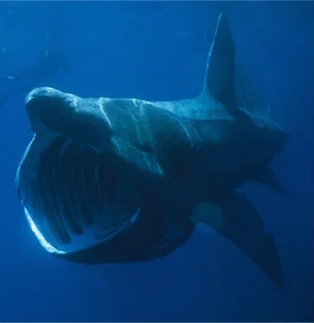 baskingshark.webp
