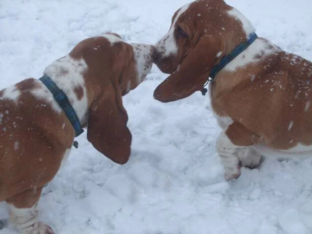 Bassetsplaying640.webp